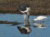 Africa 236 : Africa, Animal, Bird, Botswana, Greater White Egret, Marabou Stork, Mombo, Okavango